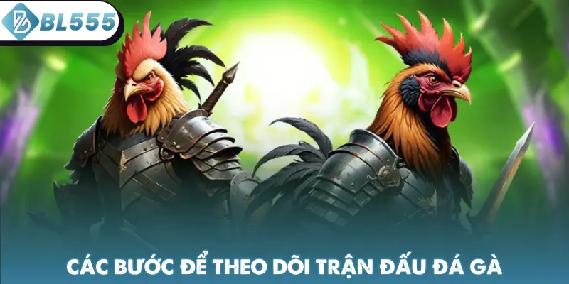 Các bước để theo dõi trận đấu đá gà